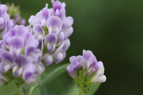 Alfalfa flowers in the field