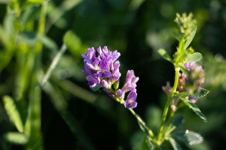 Alfalfa in flower - whole-food nutrition starts with the plant