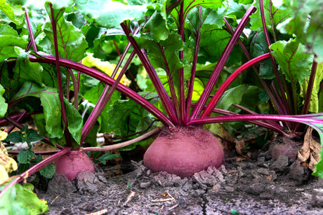 Beetroot grown whole in the field