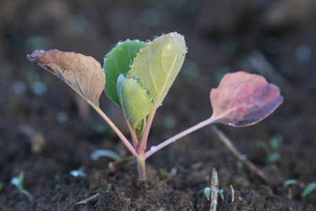 Brussels sprout plant grown whole