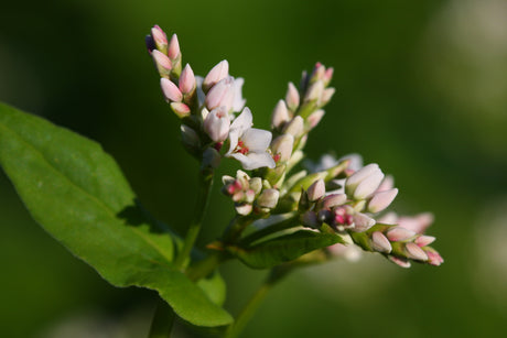 Buckwheat growing on Standard Process regenerative farmland