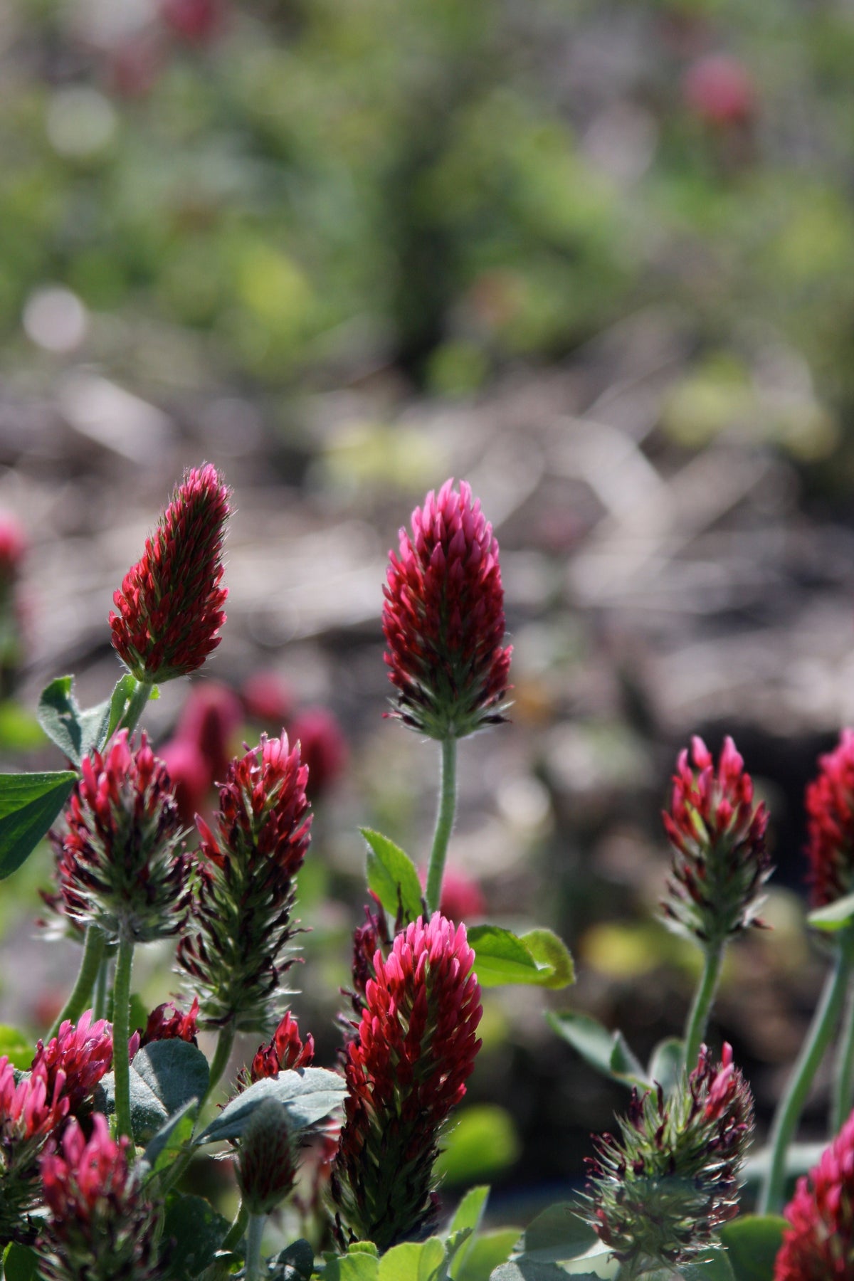 Crimson clover cover crop at dusk