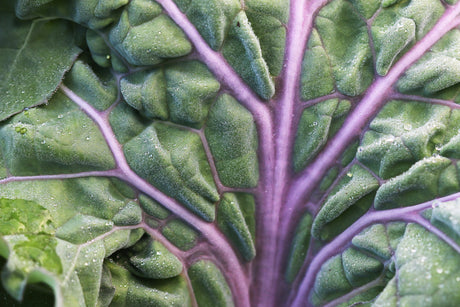 Kale growing whole in the field - the source of whole-food supplements