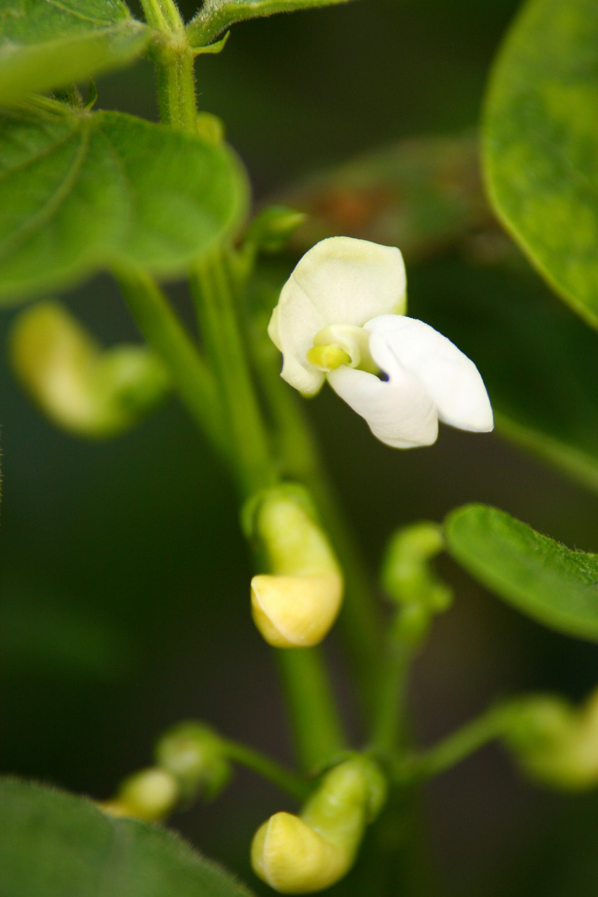 Kidney bean plant grown whole