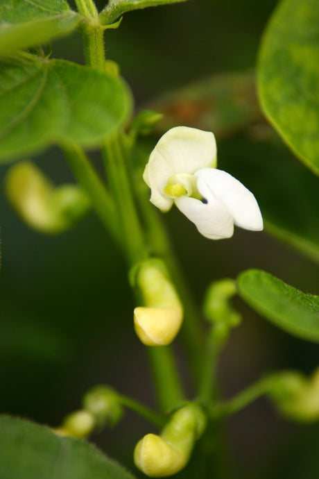 Kidney bean plant grown whole