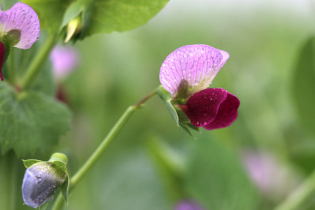 Pea vine in flower