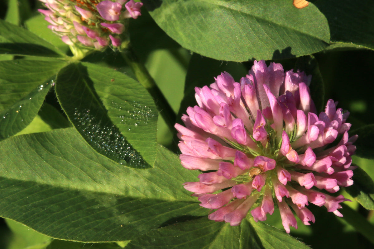 Red clover in bloom