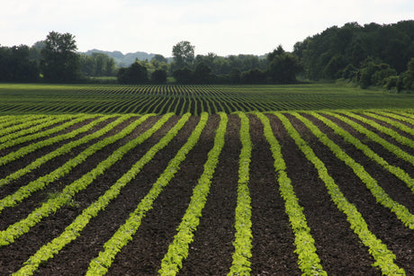 Field rows at golden hour