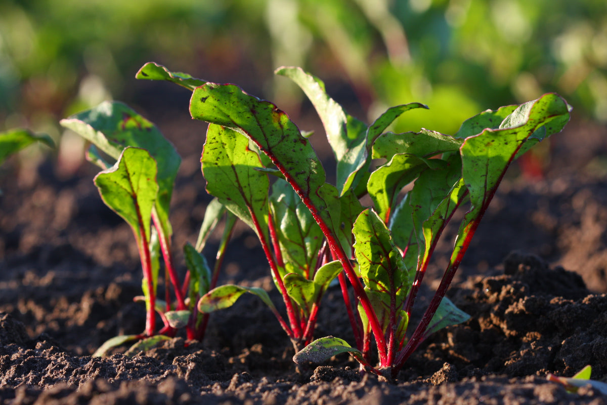 Swiss chard leaves grown whole in the field