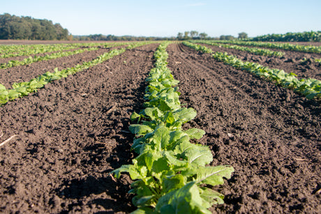 Young Swiss chard field rows